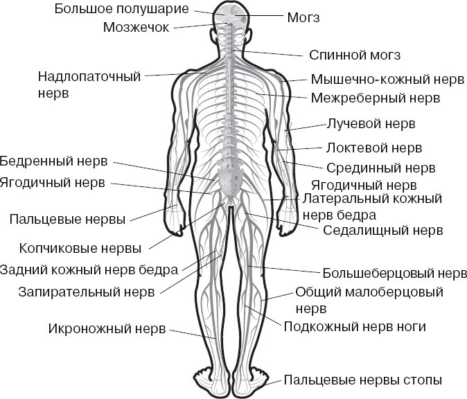 Анатомия на пальцах