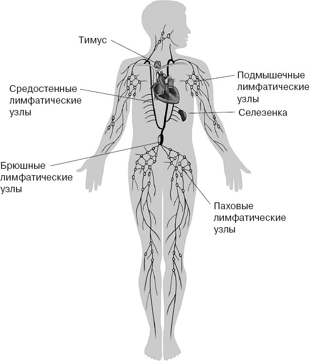 Анатомия на пальцах