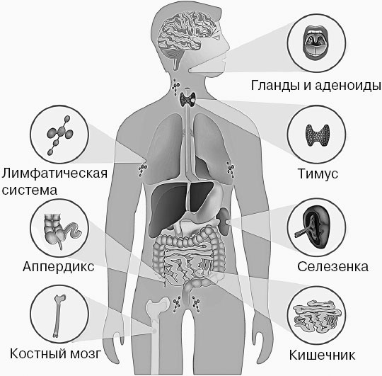 Анатомия на пальцах