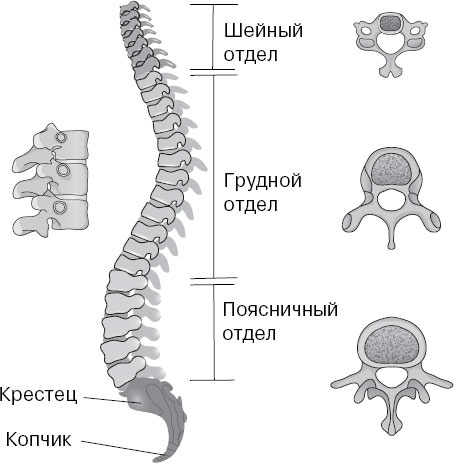 Анатомия на пальцах