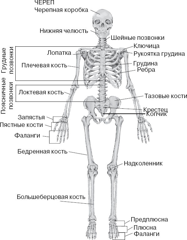 Анатомия на пальцах