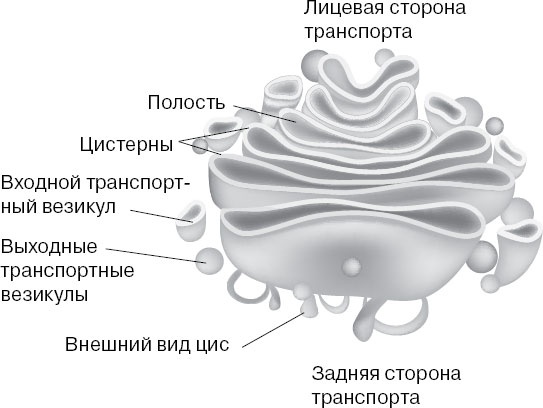 Анатомия на пальцах