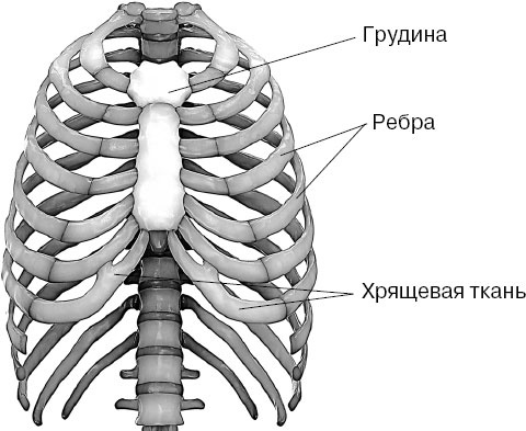 Анатомия на пальцах