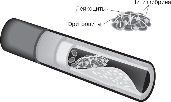 Анатомия на пальцах