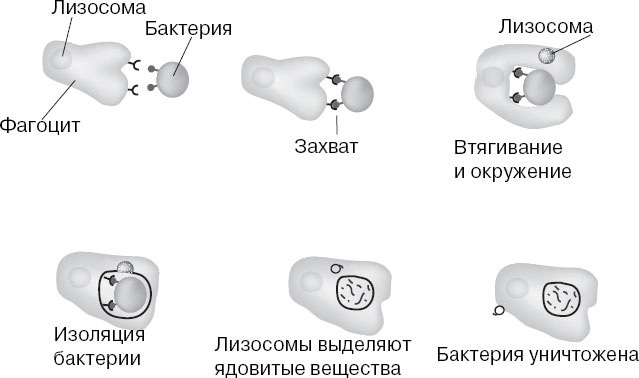 Анатомия на пальцах