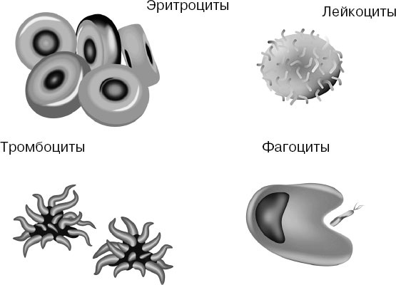 Анатомия на пальцах