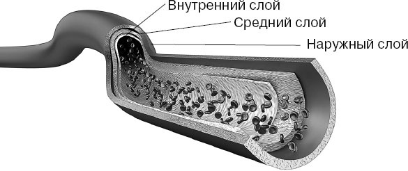 Анатомия на пальцах