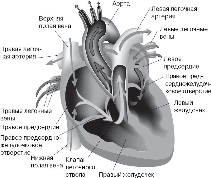 Анатомия на пальцах