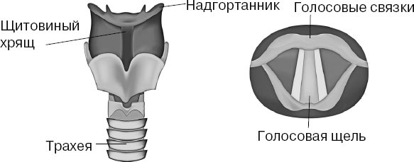 Анатомия на пальцах