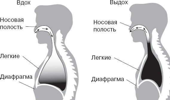 Анатомия на пальцах