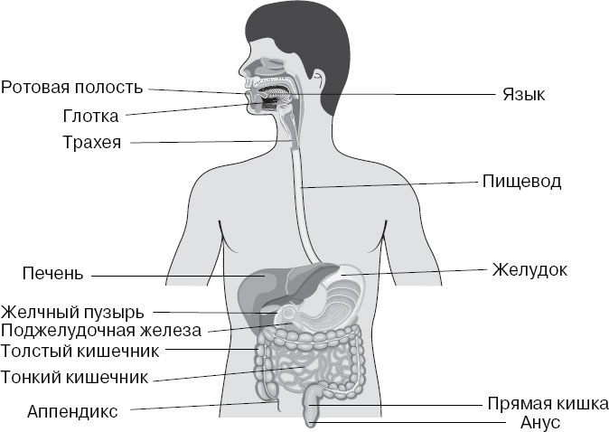 Анатомия на пальцах