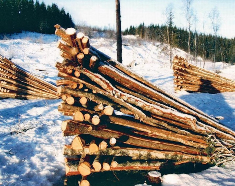 Норвежский лес: скандинавский путь к силе и свободе