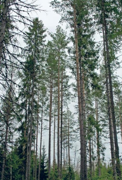 Норвежский лес: скандинавский путь к силе и свободе
