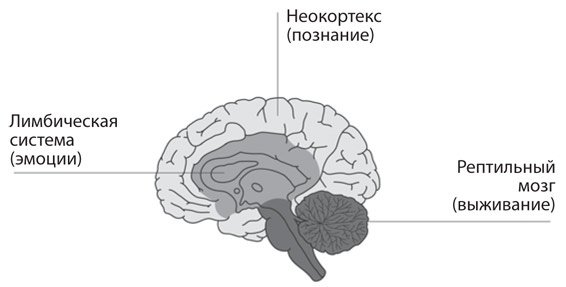 Как рождаются эмоции. Революция в понимании мозга и управлении эмоциями