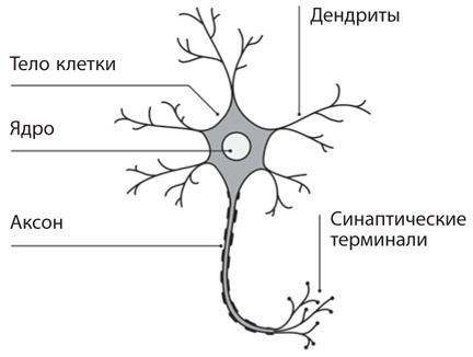 Как рождаются эмоции. Революция в понимании мозга и управлении эмоциями