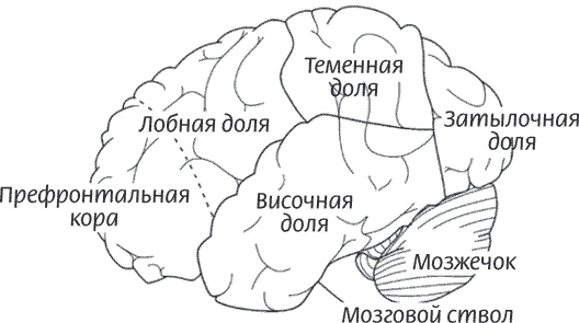 Мозг всемогущий. Путеводитель по самому незаменимому органу нашего тела