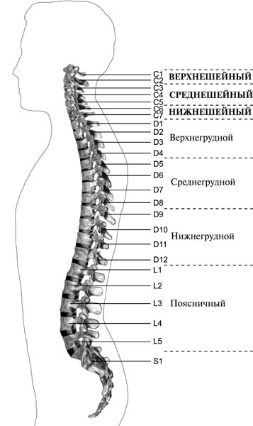 Чтобы спина не болела