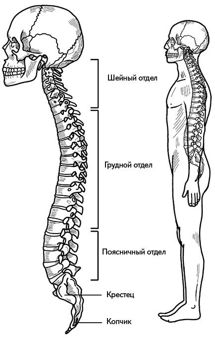 Жизнь без боли в спине. Лечение сколиоза, остеопороза, остеохондроза, межпозвонковой грыжи без операции