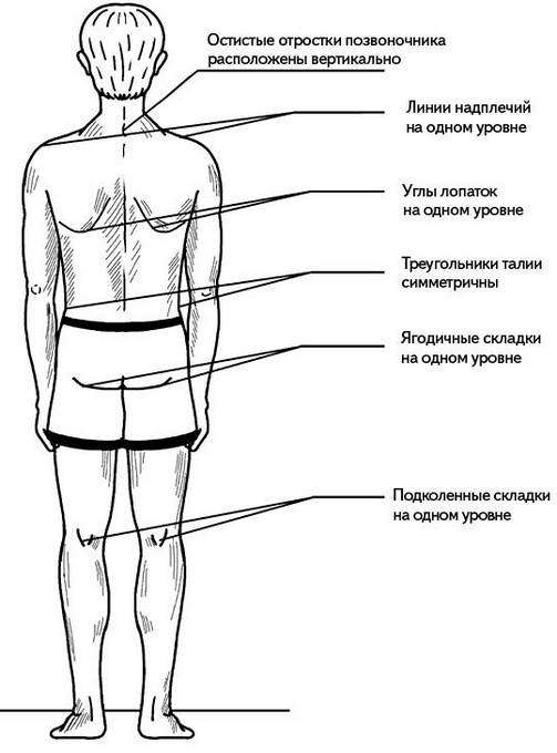 Жизнь без боли в спине. Лечение сколиоза, остеопороза, остеохондроза, межпозвонковой грыжи без операции