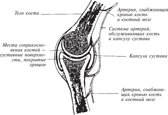 Как лечить боли в спине и ревматические боли в суставах