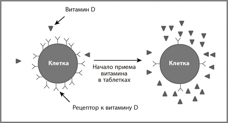 Правила здоровой и долгой жизни