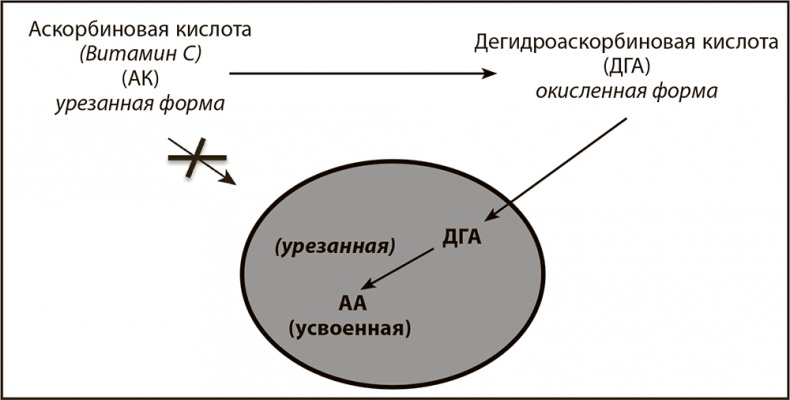 Правила здоровой и долгой жизни