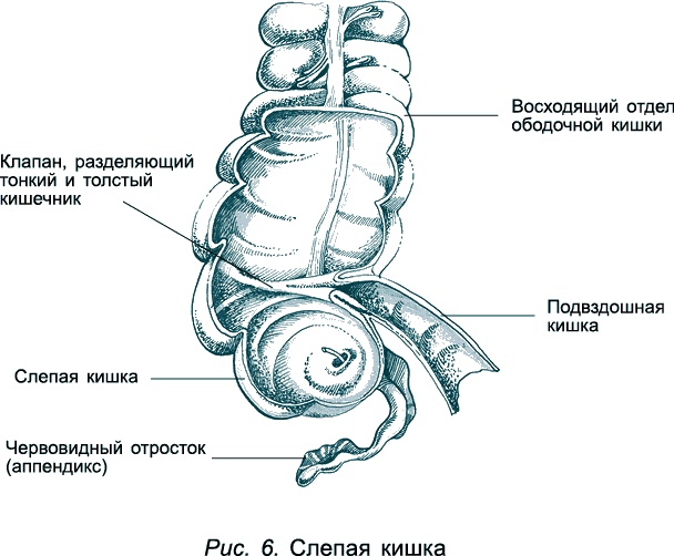 Проблемы пищеварения. Какие задачи скрываются за желудочными и кишечными симптомами