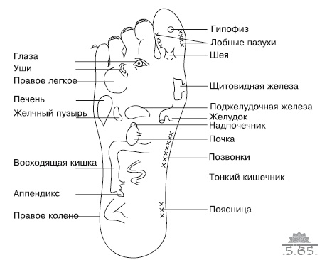 Йога для офисных работников. Целебные комплексы от "сидячих болезней"