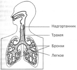 Управление голосом