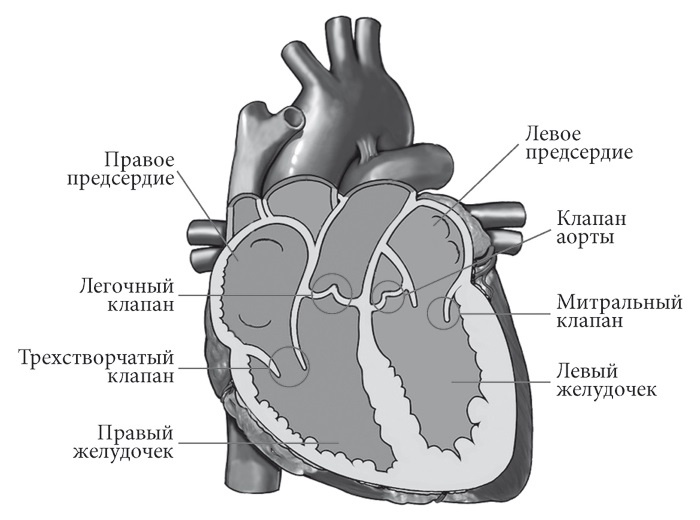 Лучшие методы лечения и профилактики инфаркта миокарда