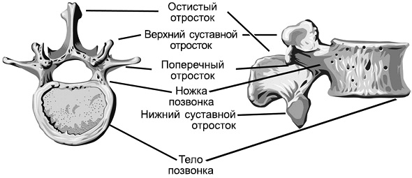 Лечение позвоночника. Научитесь жить без боли в спине