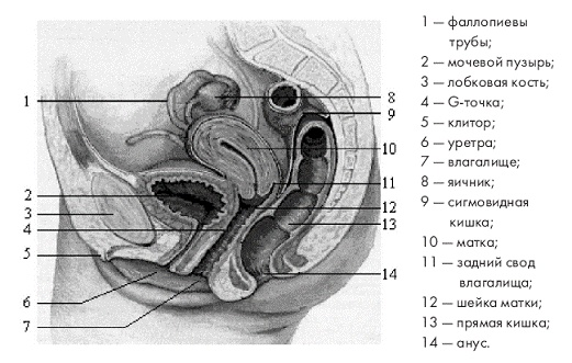 Интимное здоровье женщины