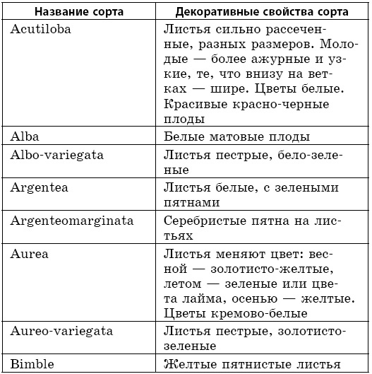 Целебная сила бузины. Лекарь от 100 болезней