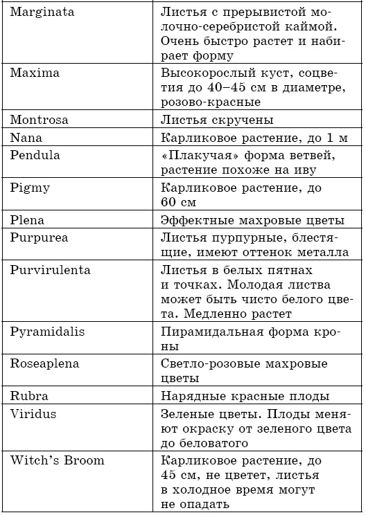 Целебная сила бузины. Лекарь от 100 болезней