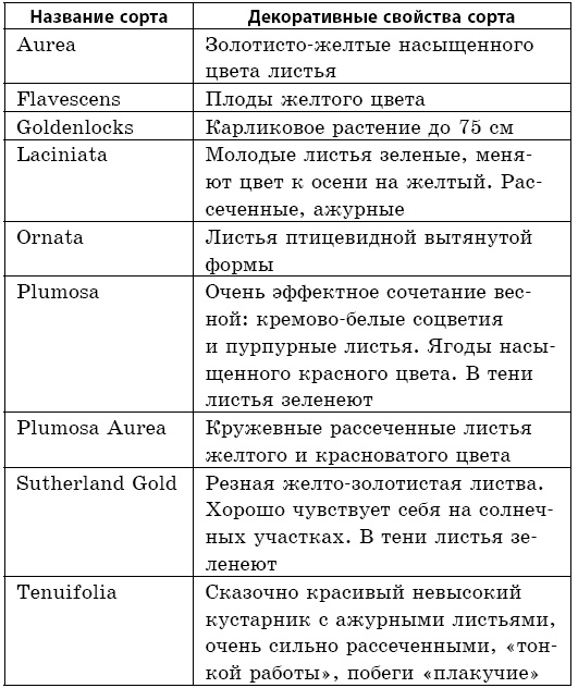 Целебная сила бузины. Лекарь от 100 болезней