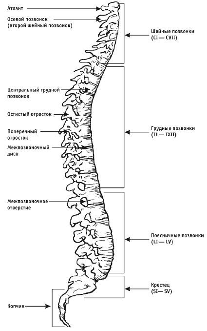 Лечебная гимнастика для позвоночника