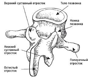 Лечебная гимнастика для позвоночника