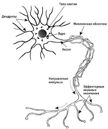 Лечебная гимнастика для позвоночника