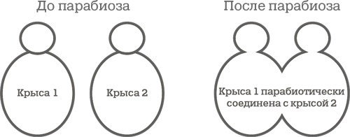 Дело не в калориях. Как не зависеть от диет, не изнурять себя фитнесом, быть в отличной форме и жить лучше