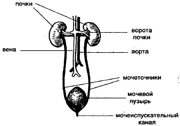 Болезни почек