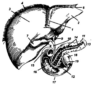 Болезни печени