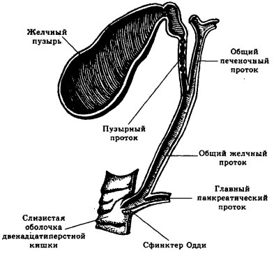 Болезни печени