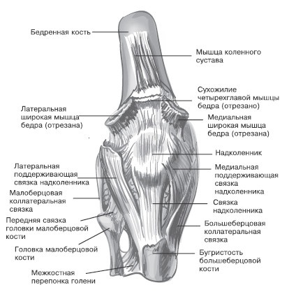 Боль в коленях. Найти и устранить причину