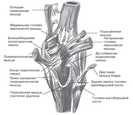 Боль в коленях. Найти и устранить причину