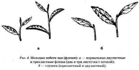 Энциклопедия целебного чая