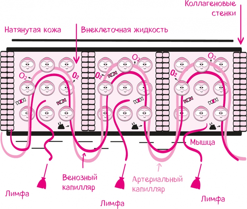 Целлюлит. Циничный оберег от главного врага женщин