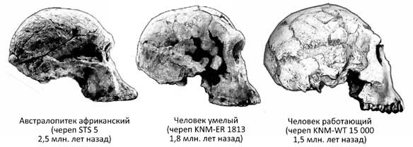 Мифы об эволюции человека