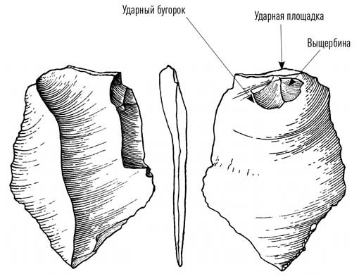 Мифы об эволюции человека