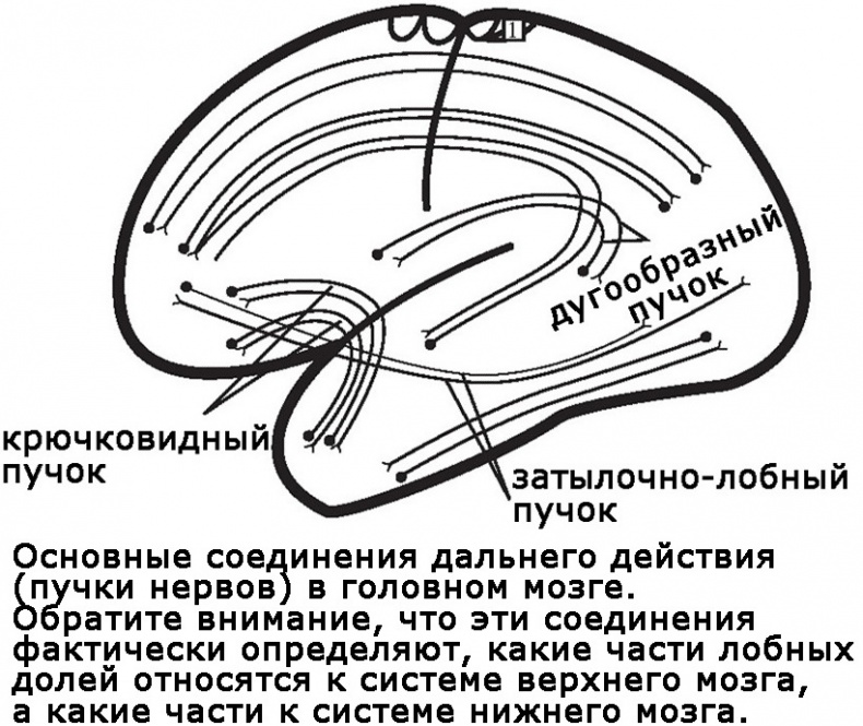 Два игрока на одном поле мозга