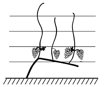 Обрезка винограда. Проверенные способы формировки укрывного винограда в средней полосе России
